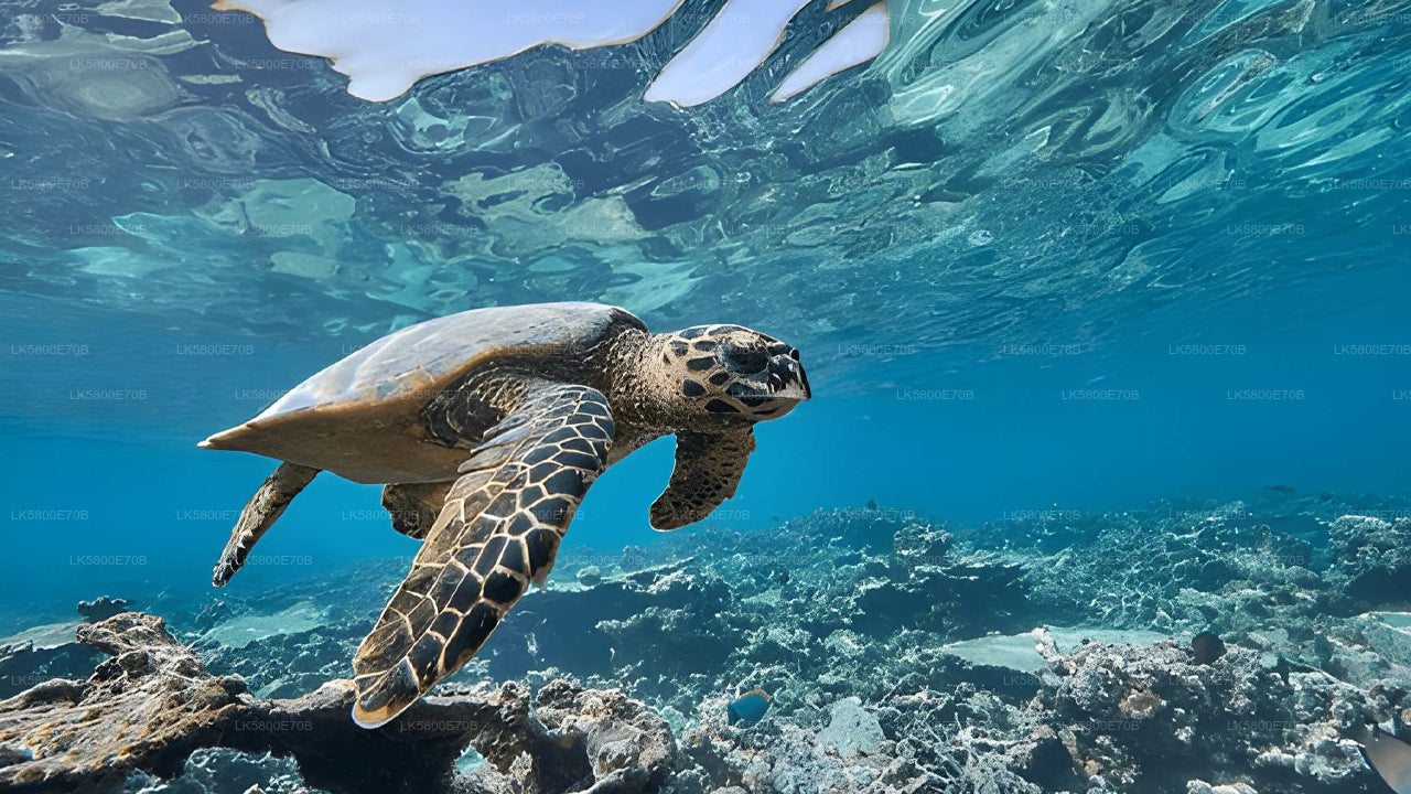 उनावटुना से समुद्री कछुओं के साथ स्नोर्कलिंग