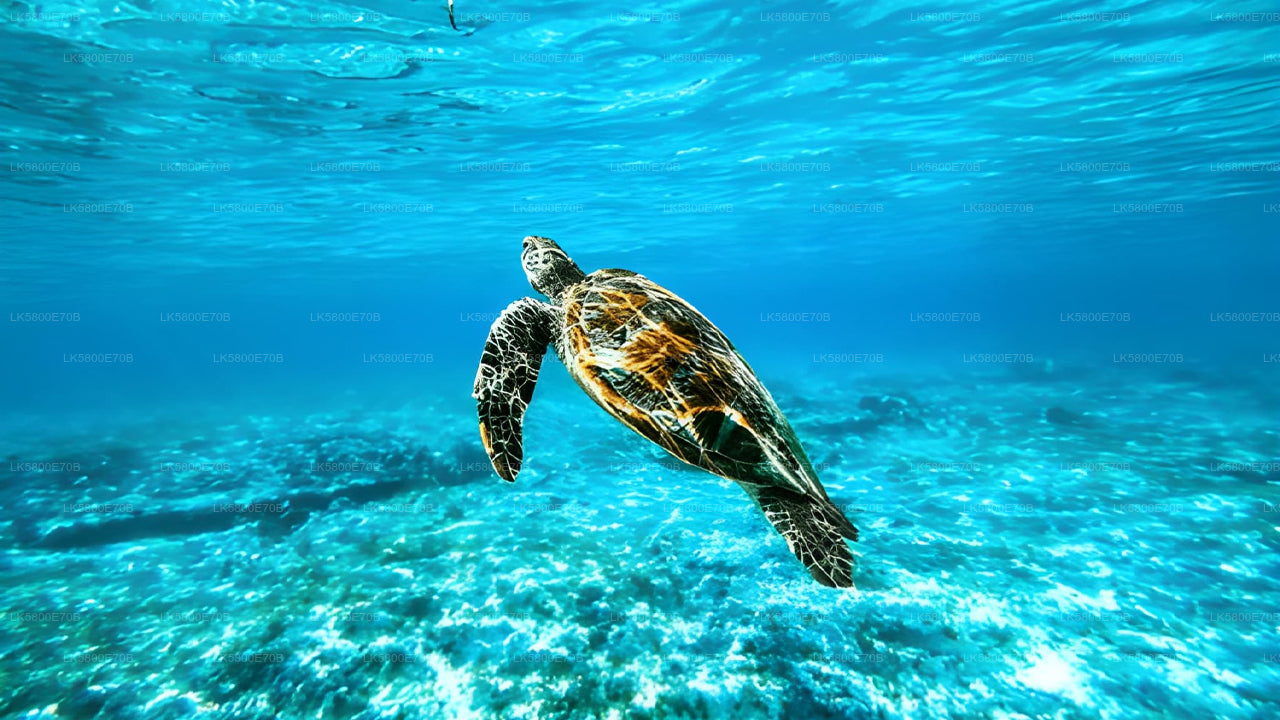 उनावटुना से समुद्री कछुओं के साथ स्नोर्कलिंग