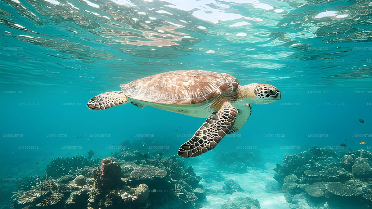 उनावटुना से समुद्री कछुओं के साथ स्नोर्कलिंग