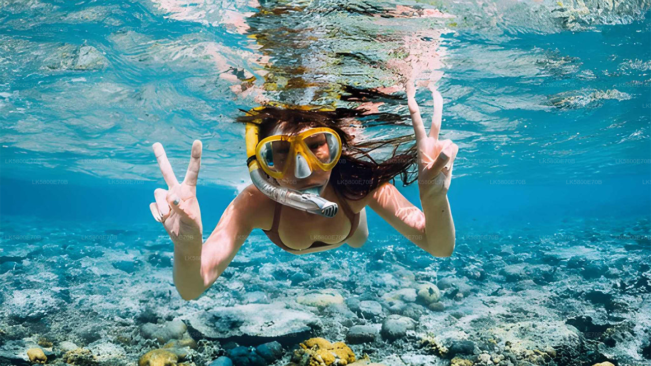 बेंटोटा से समुद्री कछुओं के साथ स्नोर्कलिंग