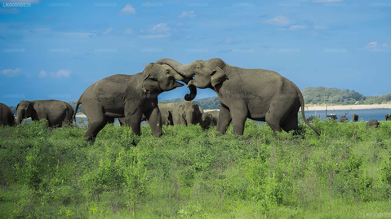 Private Transfer from Polonnaruwa to Sigiriya with Hurulu Eco Park Safari