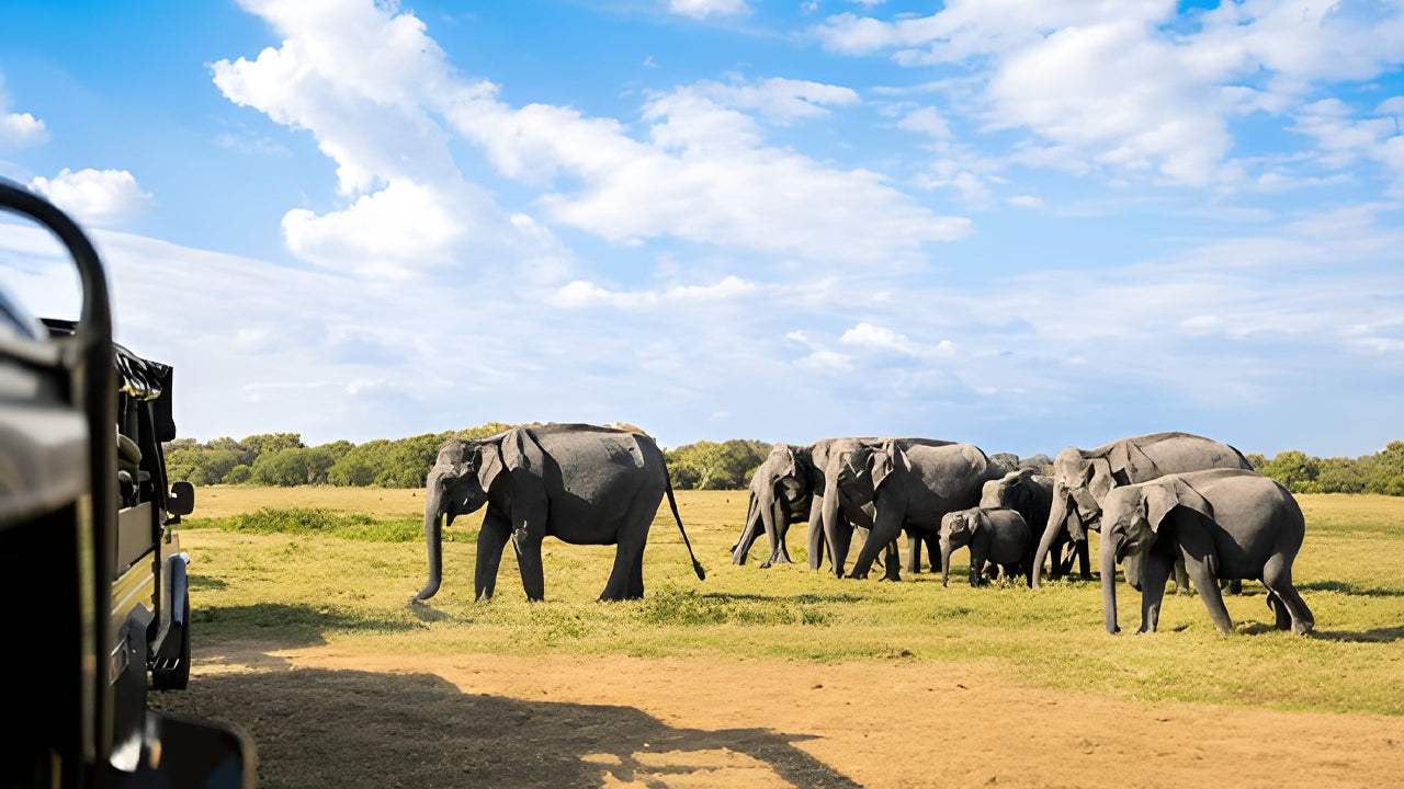 Sigiriya Wonders: Ancient Fortress, Ayurveda & Wild Encounters from Dambulla
