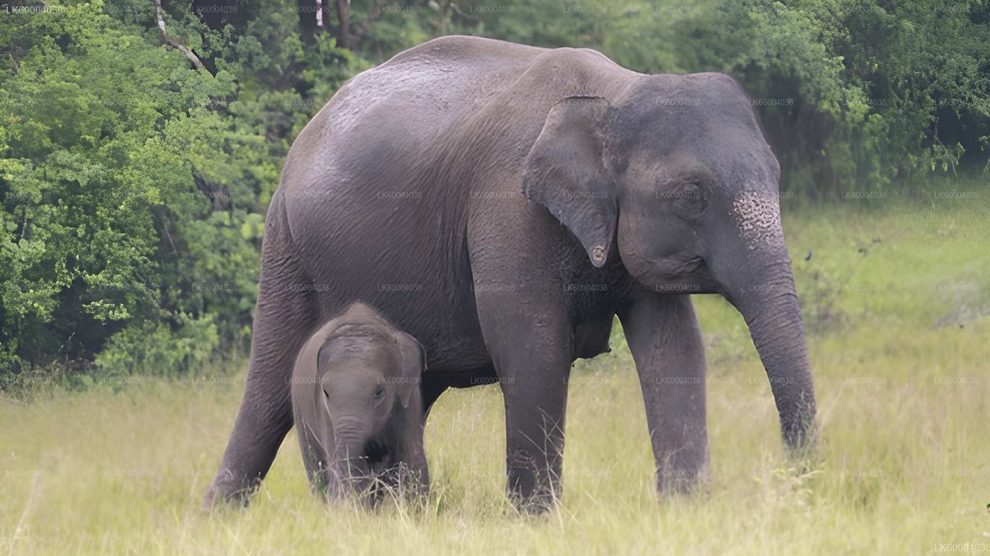 Maduru Oya National Park Private Safari from Pasikuda
