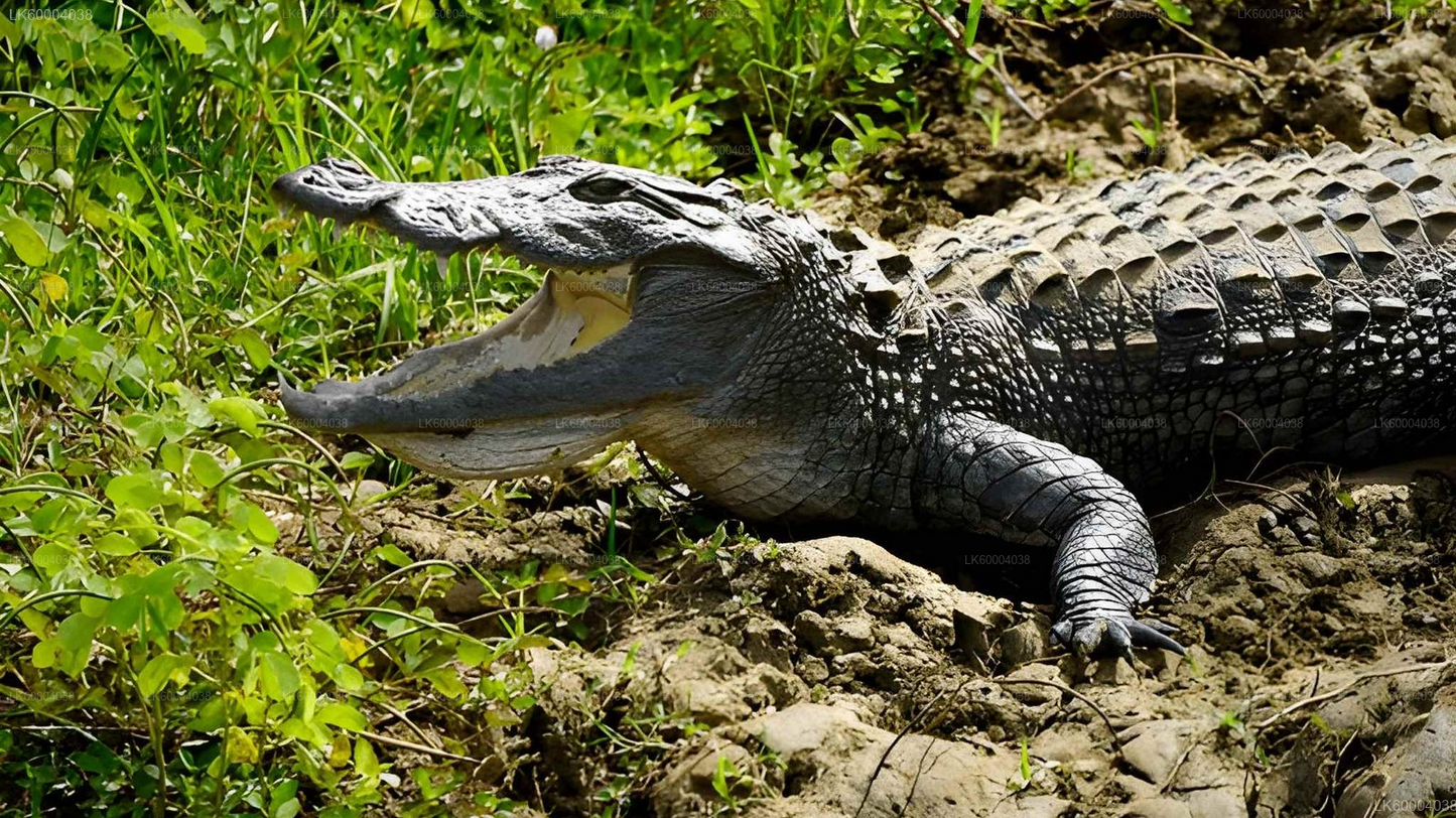 Maduru Oya National Park Private Safari from Pasikuda