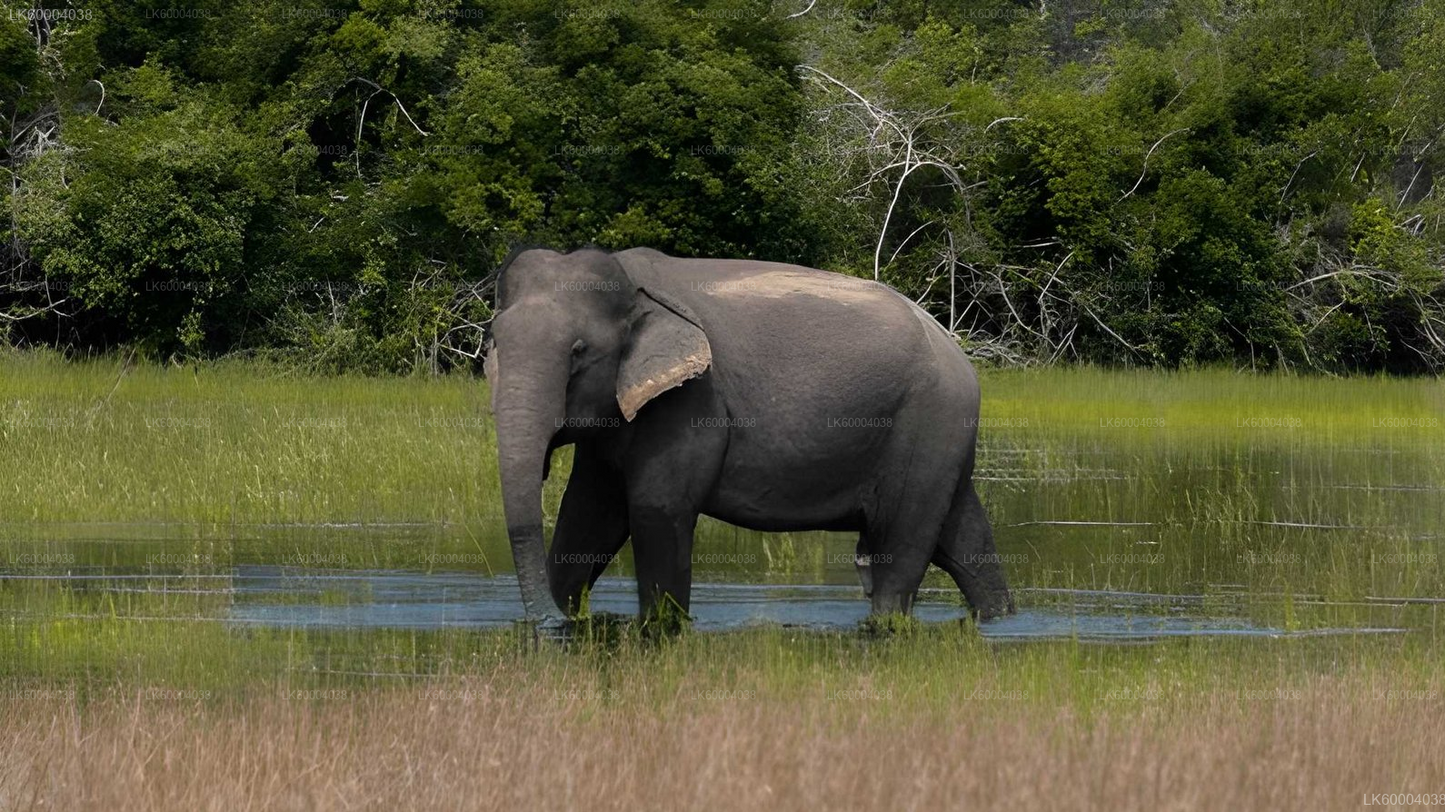 Maduru Oya National Park Private Safari from Pasikuda
