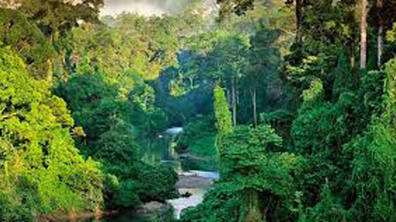 Sinharaja Rainforest Guided tour from Galle
