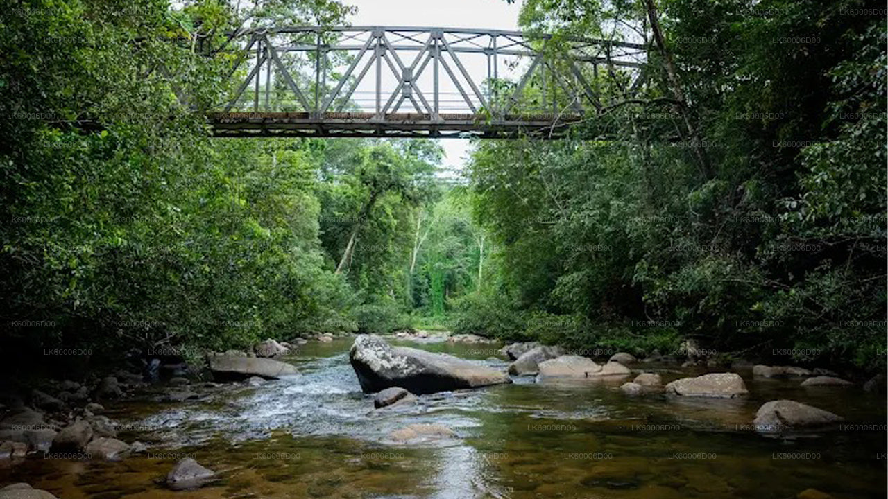 कोसगोड़ा से सिंहराजा रेनफॉरेस्ट गाइडेड टूर