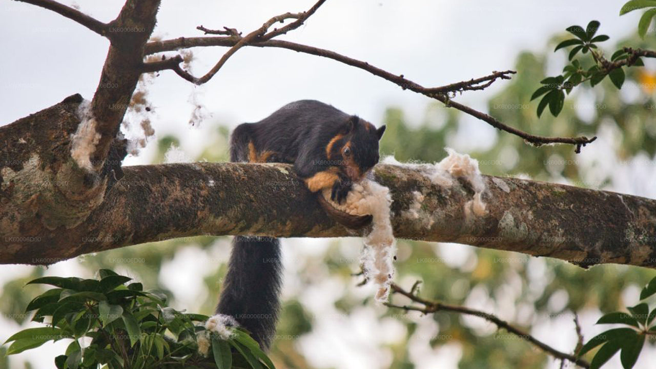 कोसगोड़ा से सिंहराजा रेनफॉरेस्ट गाइडेड टूर
