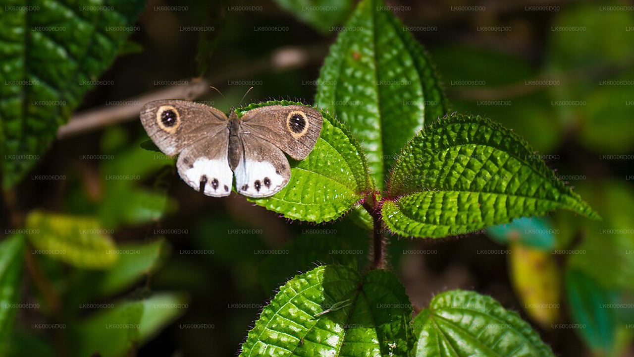 कोसगोड़ा से सिंहराजा रेनफॉरेस्ट गाइडेड टूर