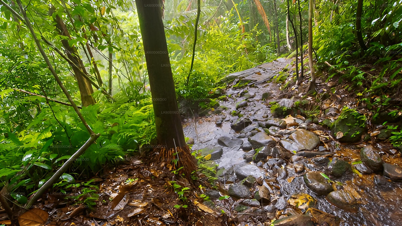 कोसगोड़ा से सिंहराजा रेनफॉरेस्ट गाइडेड टूर