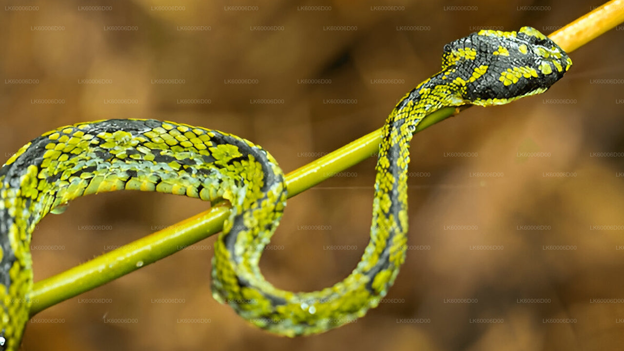 कोसगोड़ा से सिंहराजा रेनफॉरेस्ट गाइडेड टूर