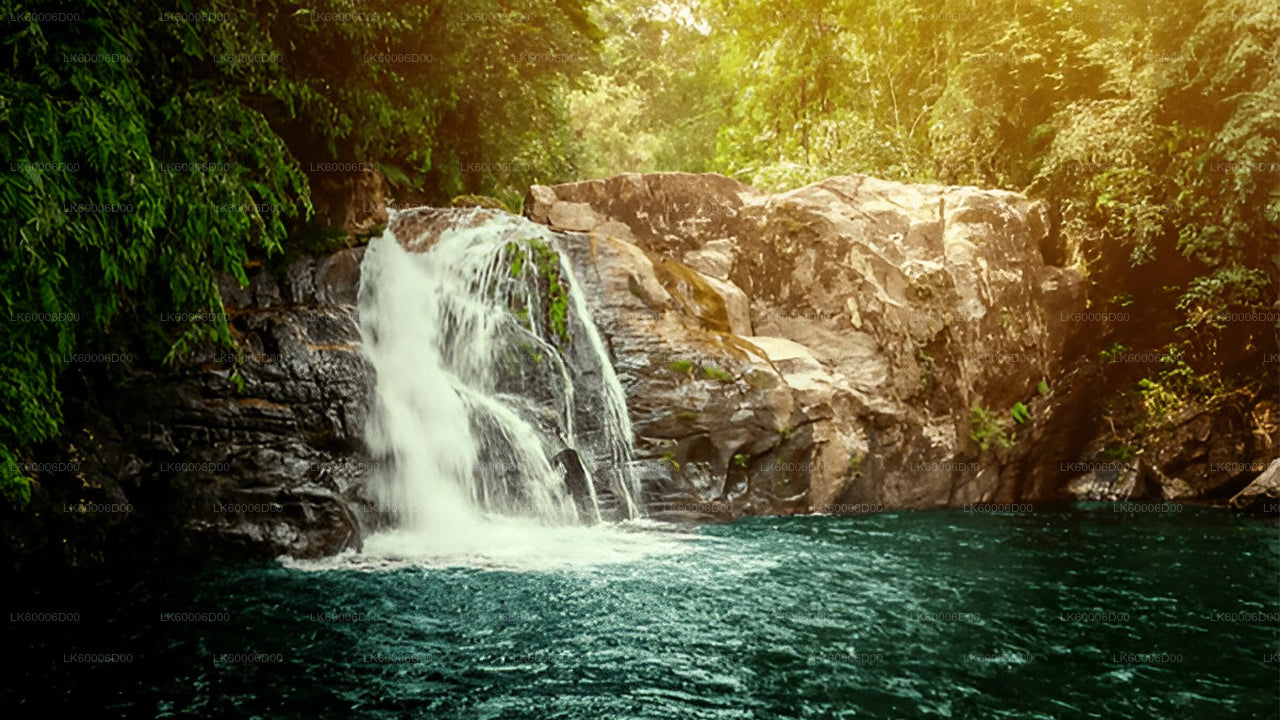 कोसगोड़ा से सिंहराजा रेनफॉरेस्ट गाइडेड टूर