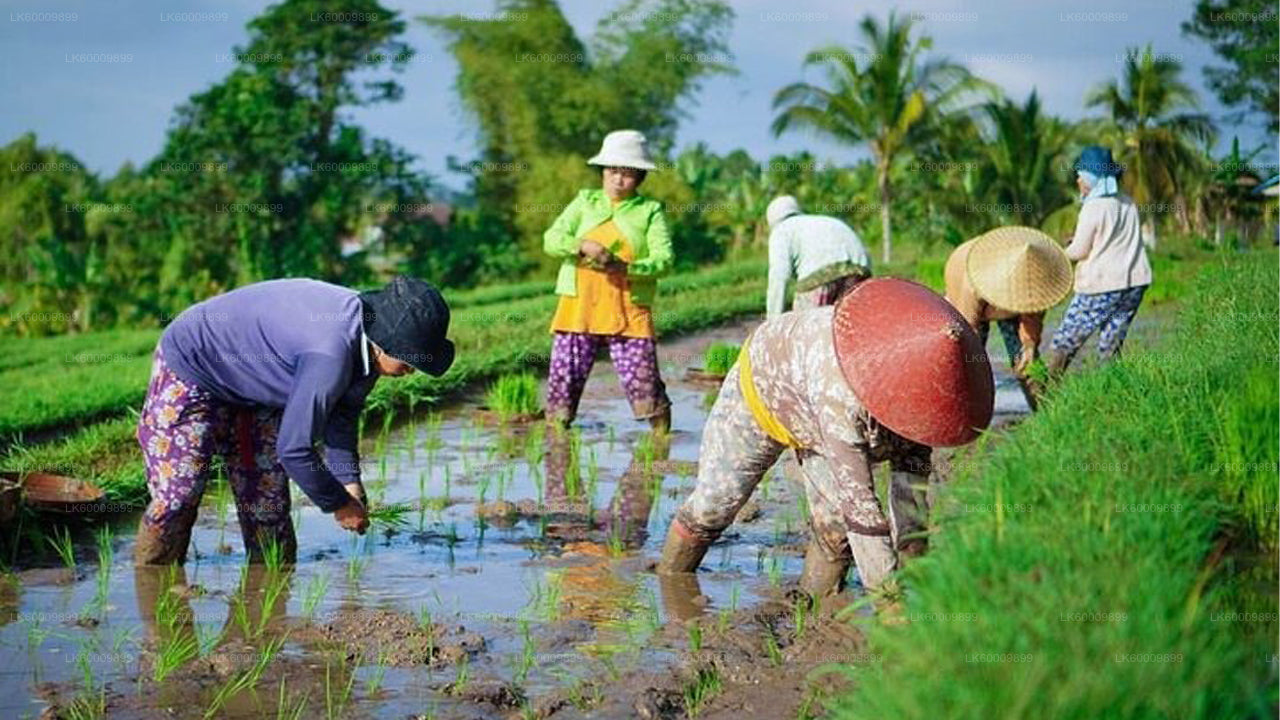 Hingula Village Safari and Honey Museum