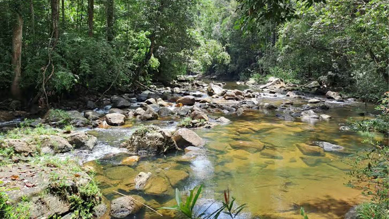 अहंगामा से सिंहराजा रेनफॉरेस्ट डे ट्रिप