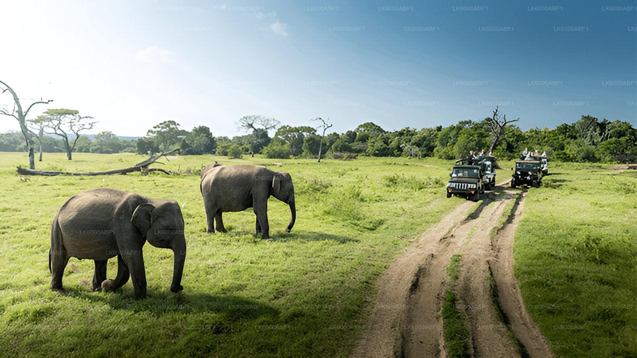 Yala National Park Safari from Kosgoda