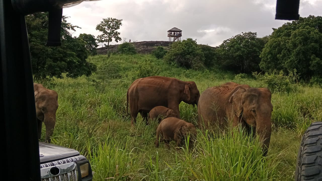 Polonnaruwa Heritage and Hurulu Eco Park Safari from Trincomalee