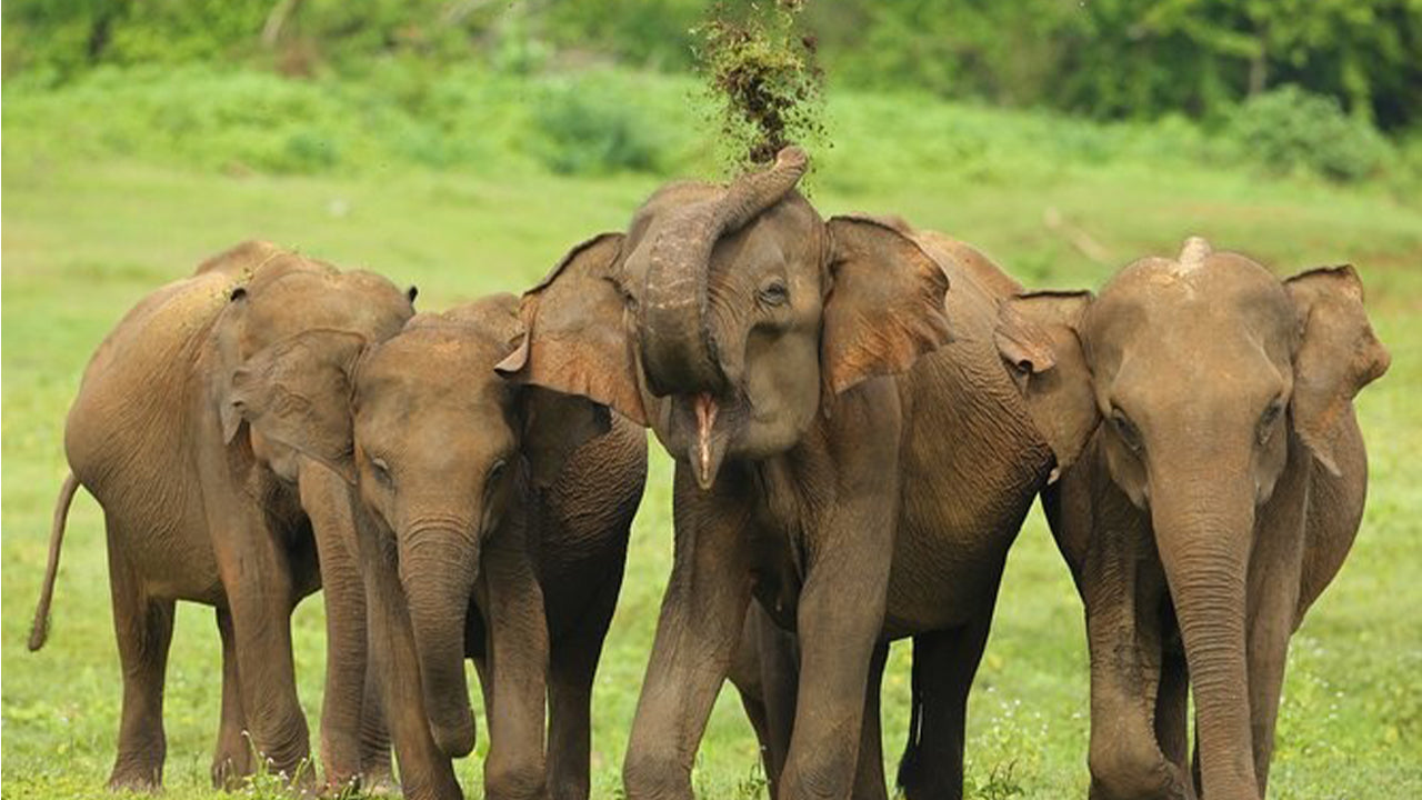 अहंगमा से उदावलावे नेशनल पार्क सफारी
