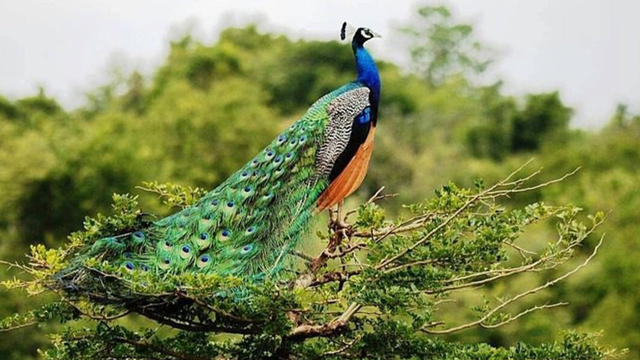 अहंगमा से उदावलावे नेशनल पार्क सफारी