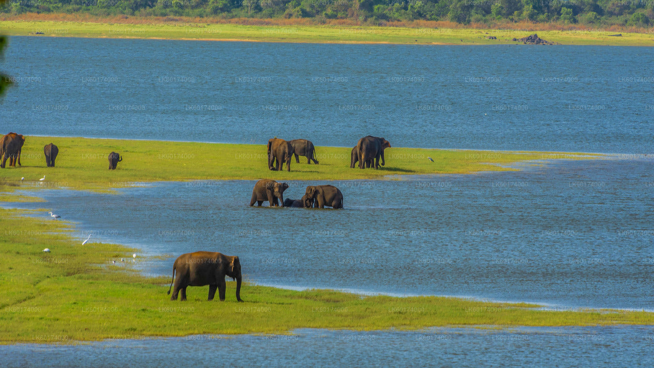 Minneriya National Park Safari from Kitulgala
