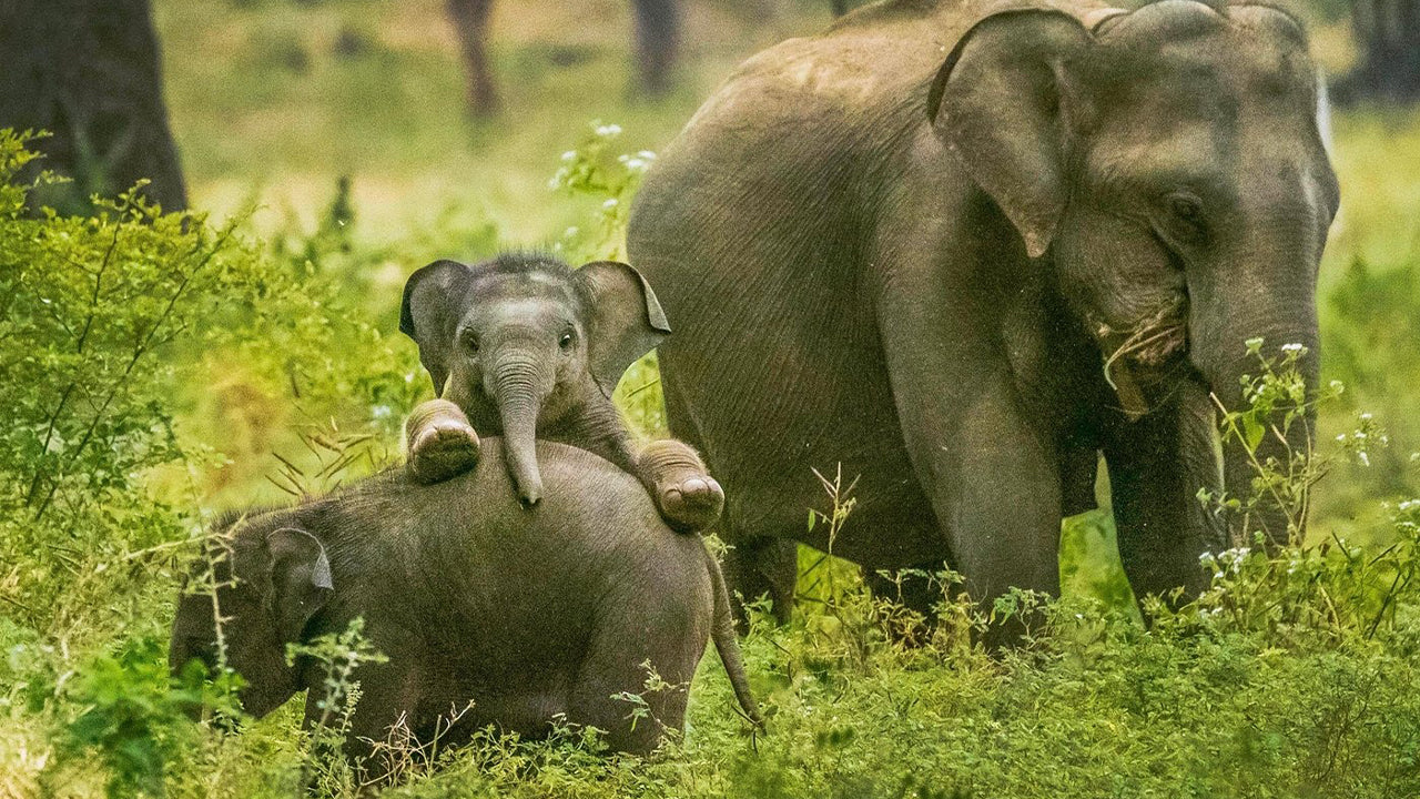 वेलिगामा से याला नेशनल पार्क सफारी