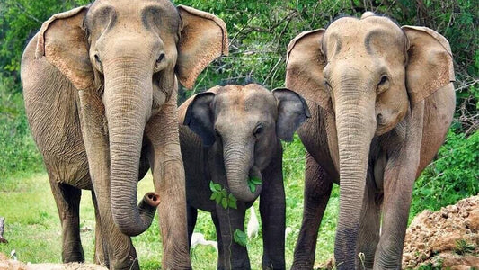 वेलिगामा से याला नेशनल पार्क सफारी