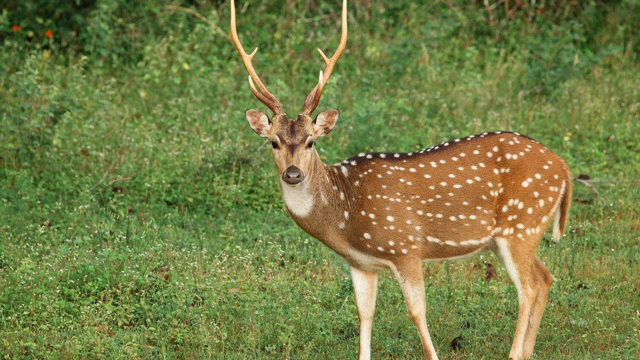 वेलिगामा से याला नेशनल पार्क सफारी