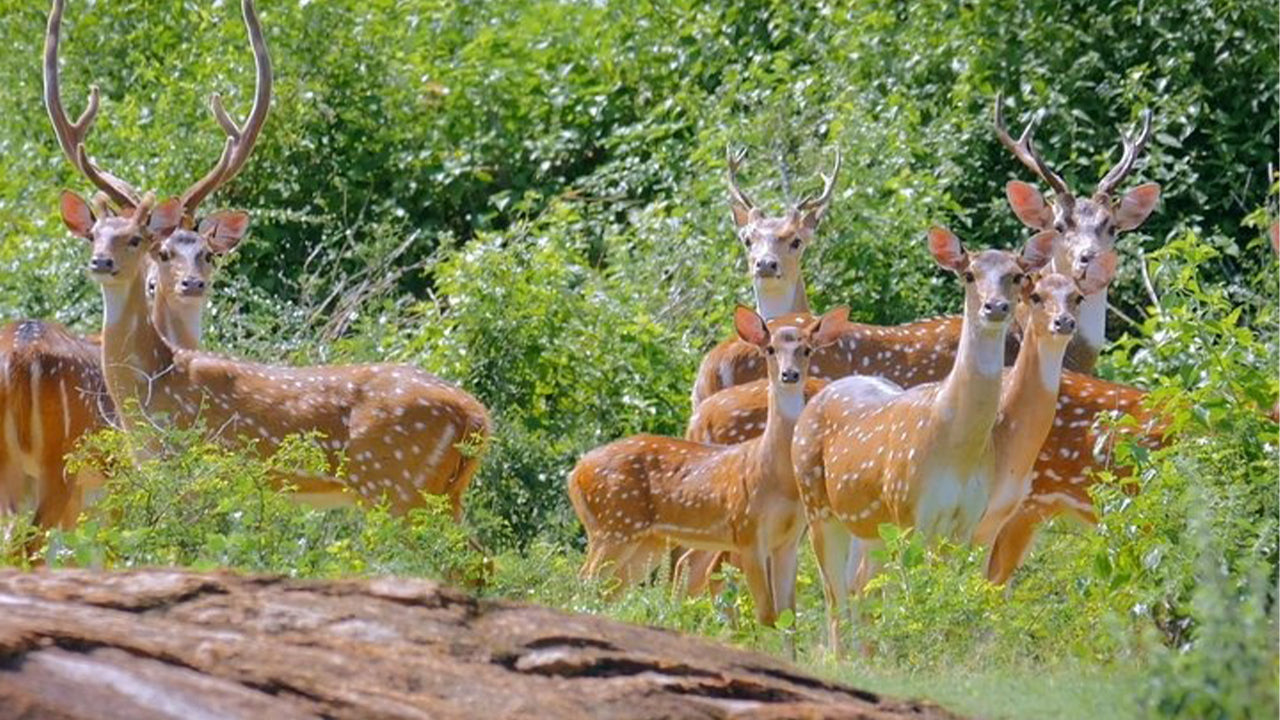 वेलिगामा से याला नेशनल पार्क सफारी