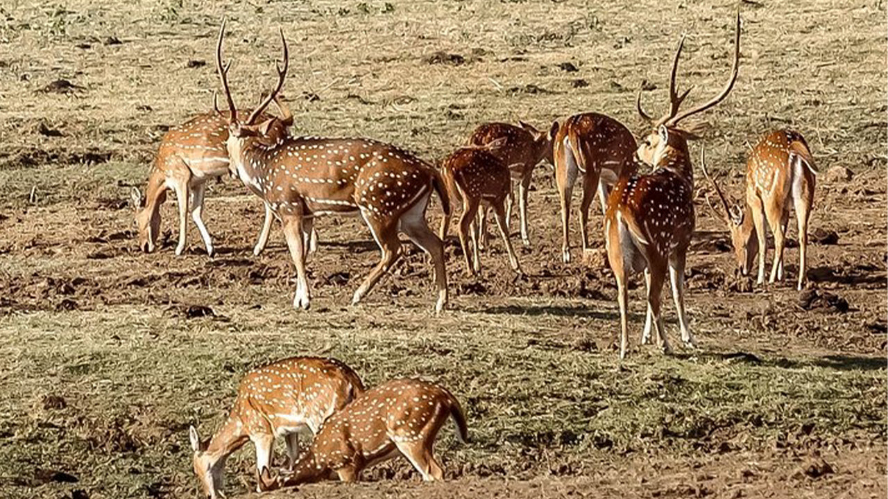 मिरिसा से उदावलावे नेशनल पार्क सफारी