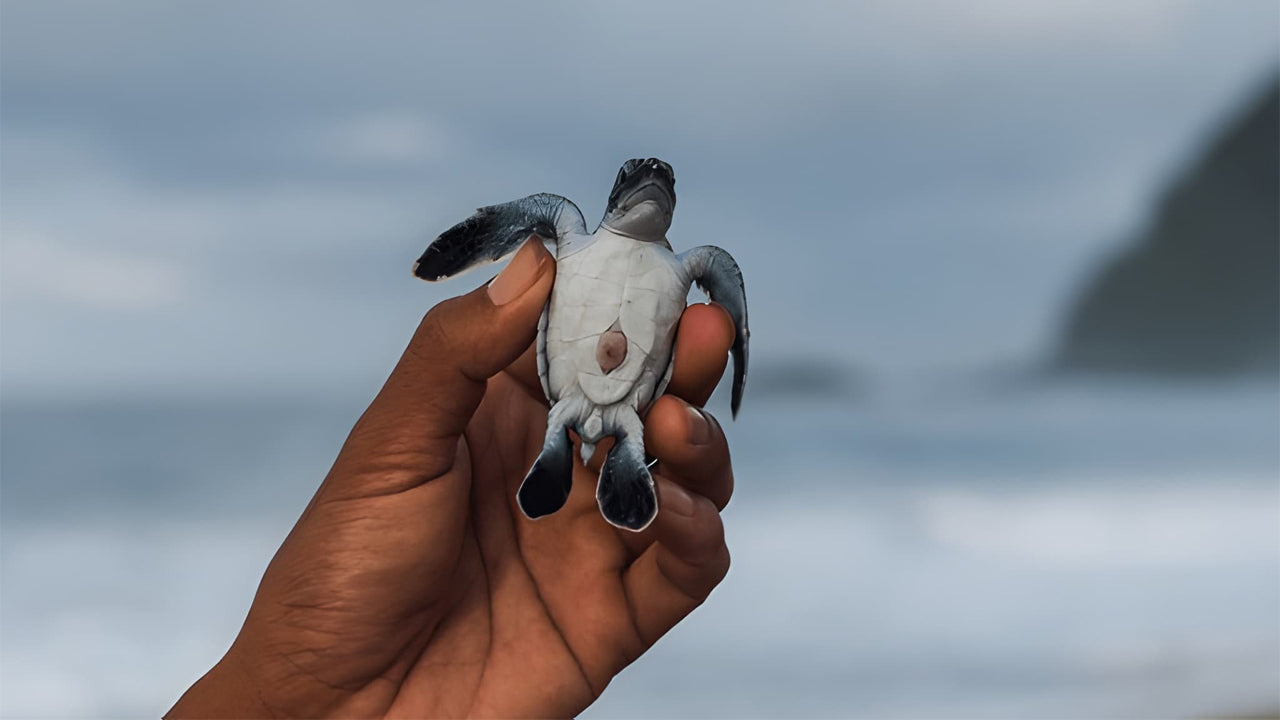 Baby Turtle Release from Mirissa