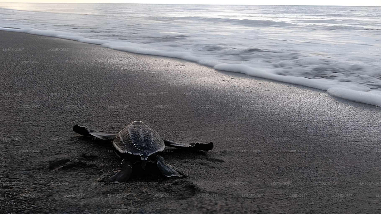 Baby Turtle Release from Mirissa