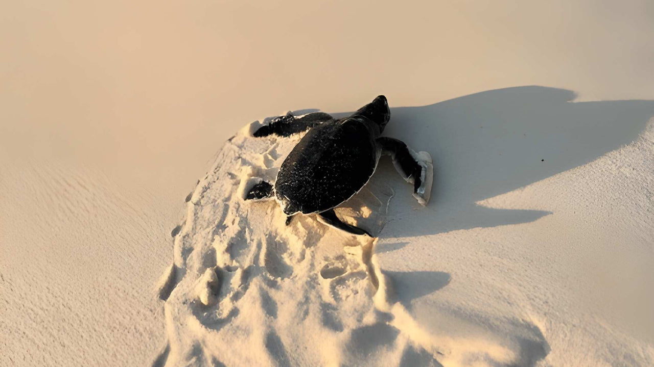 Baby Turtle Release from Mirissa