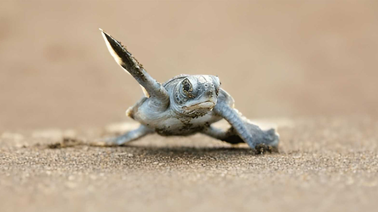 अहुंगल्ला से दक्षिणी तट की खास जगहें और रिवर सफारी