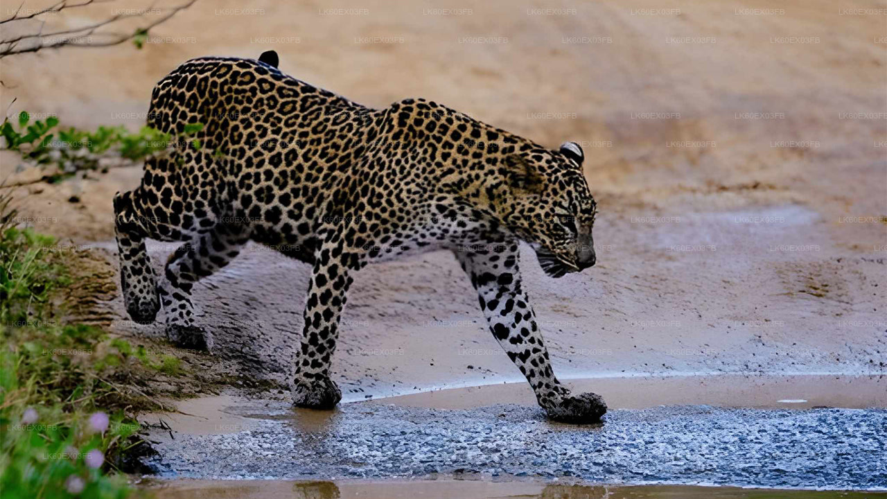 Leopard walking along a water stream in a natural setting