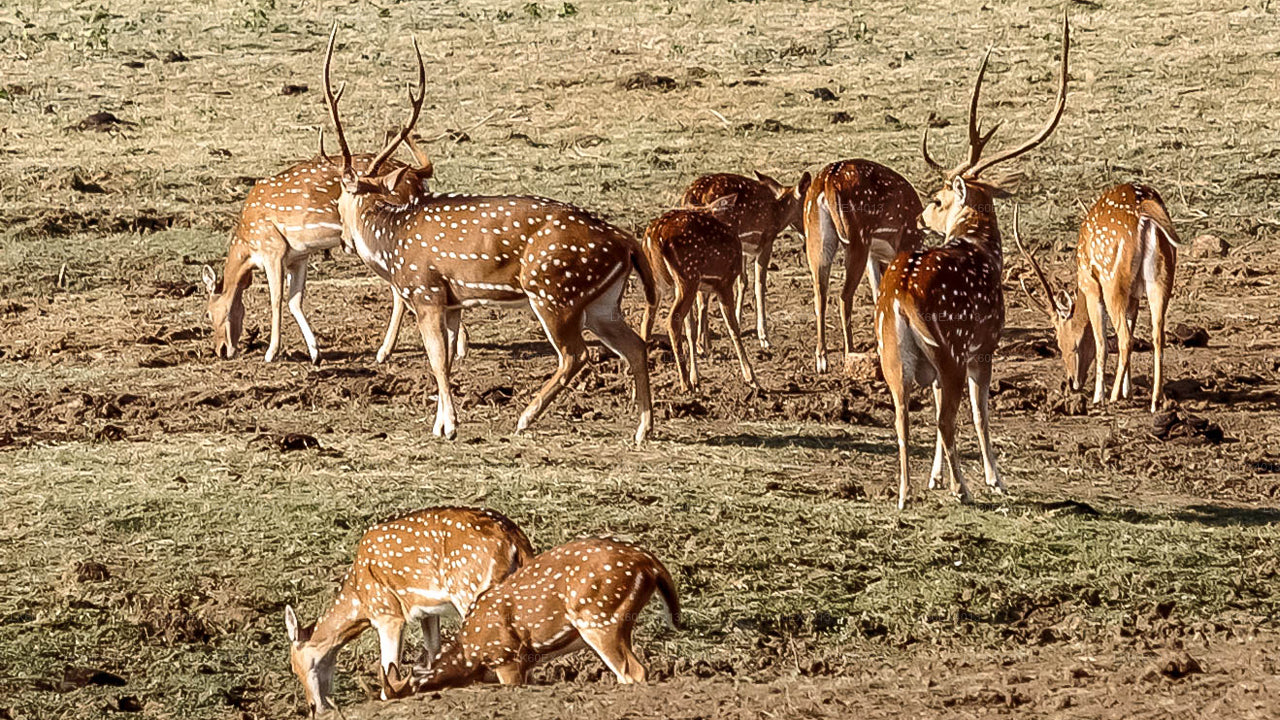 मिरिसा से एला तक प्राइवेट टूर, उदावालावे सफारी के साथ