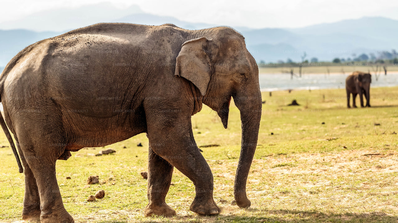 मिरिसा से एला तक प्राइवेट टूर, उदावालावे सफारी के साथ