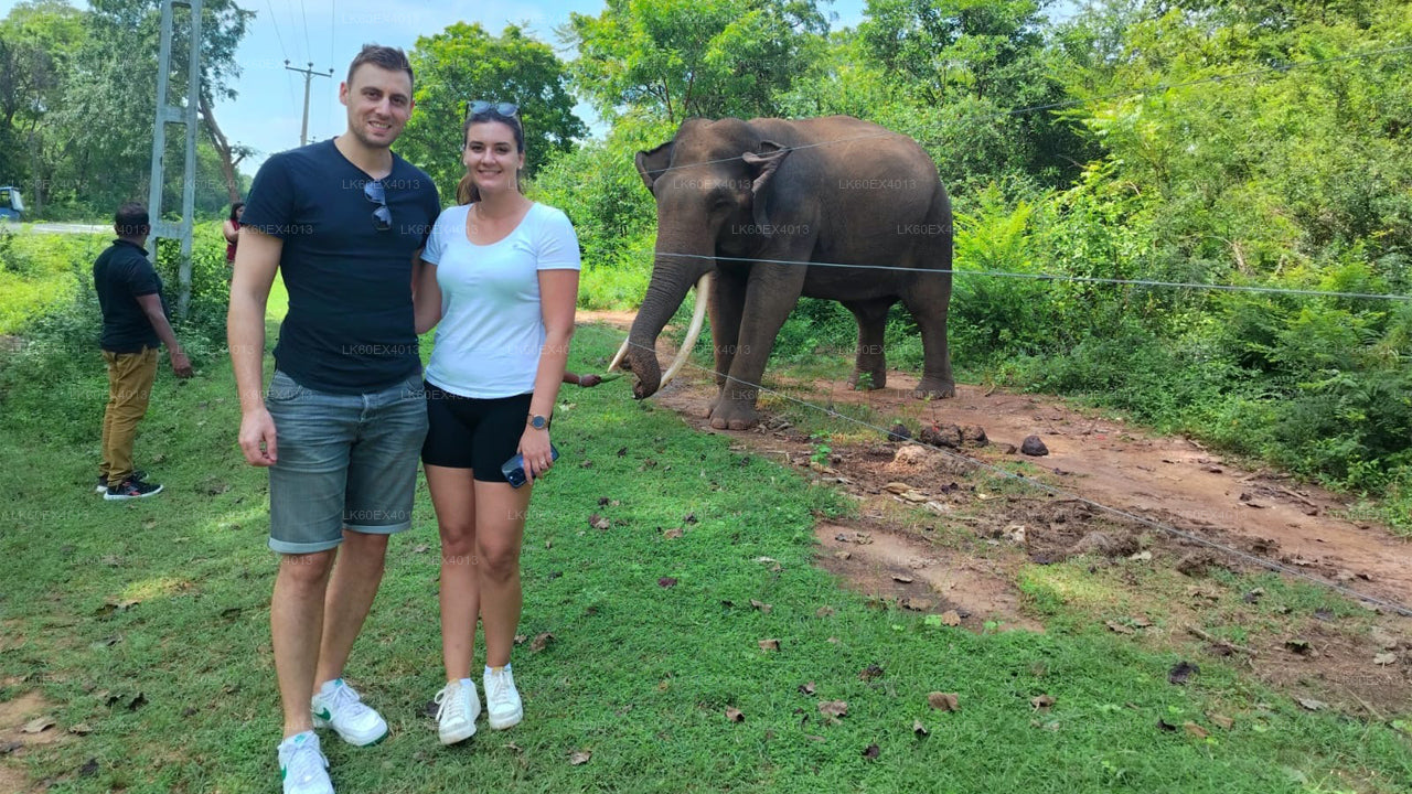 मिरिसा से एला तक प्राइवेट टूर, उदावालावे सफारी के साथ