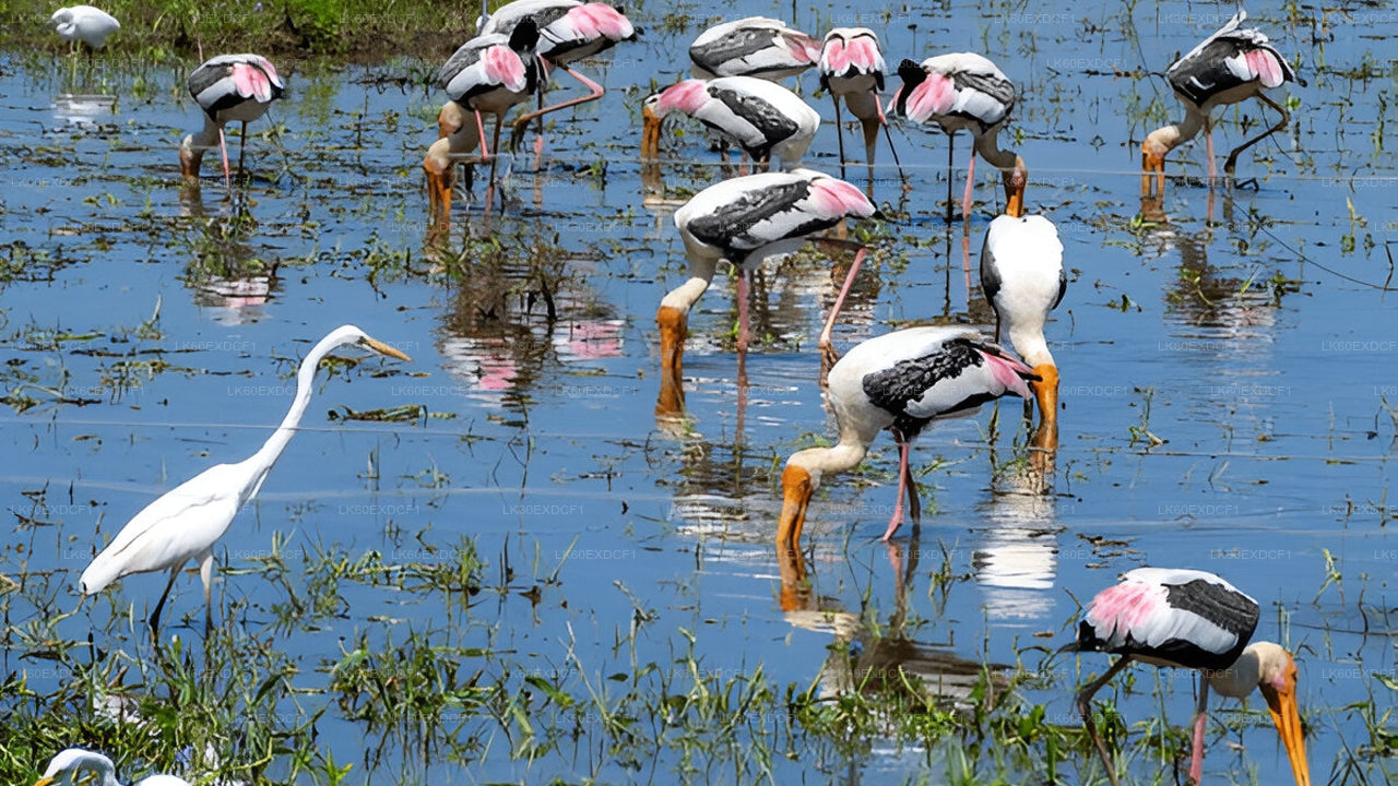 Visite privée d'Ella à Mirissa avec Udawalawe Safari