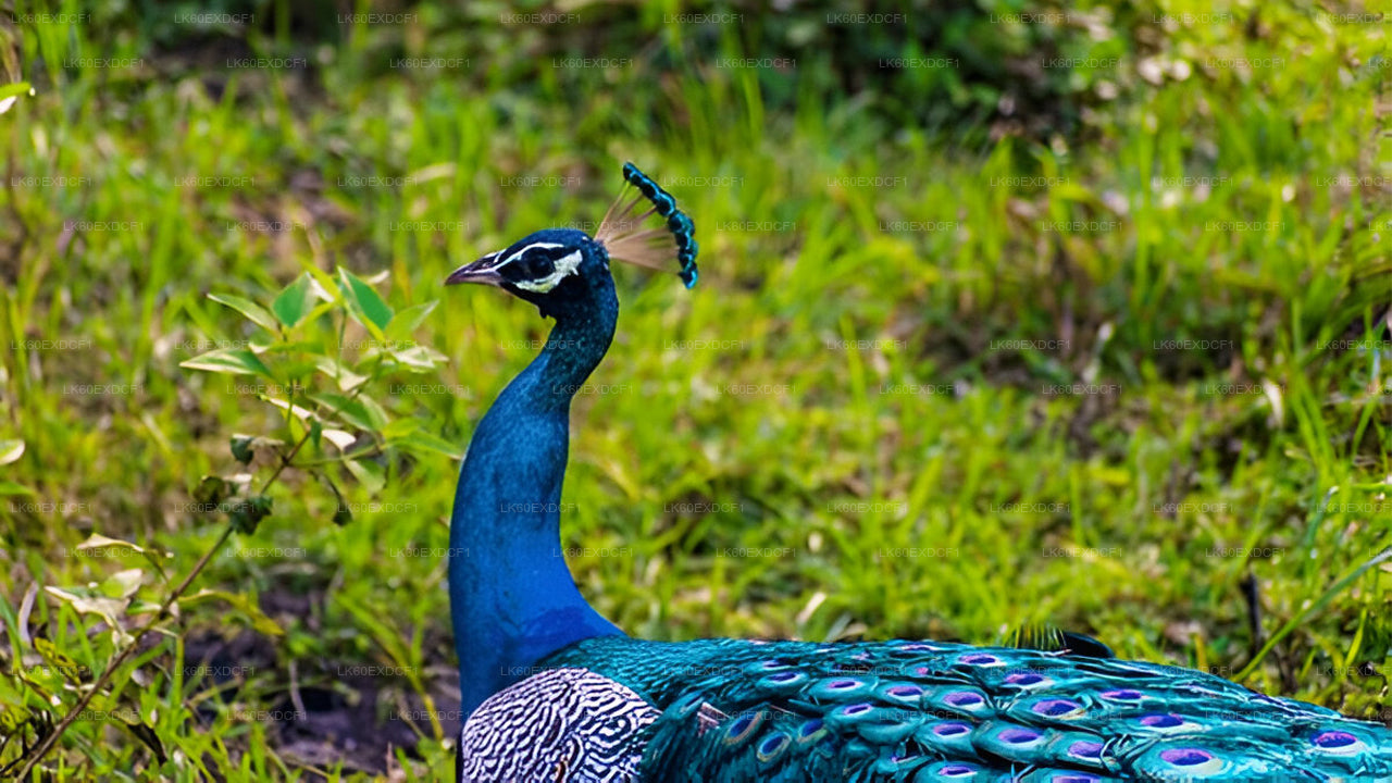 Visite privée d'Ella à Mirissa avec Udawalawe Safari