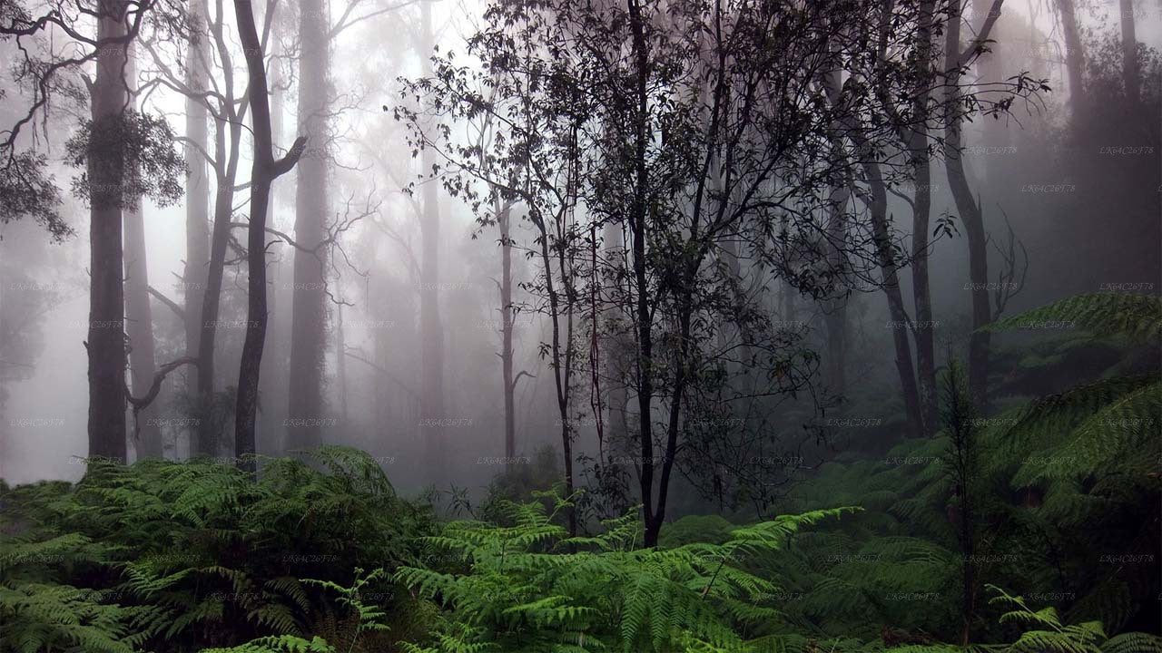 सिंहराजा वर्षा वन साहसिक यात्रा