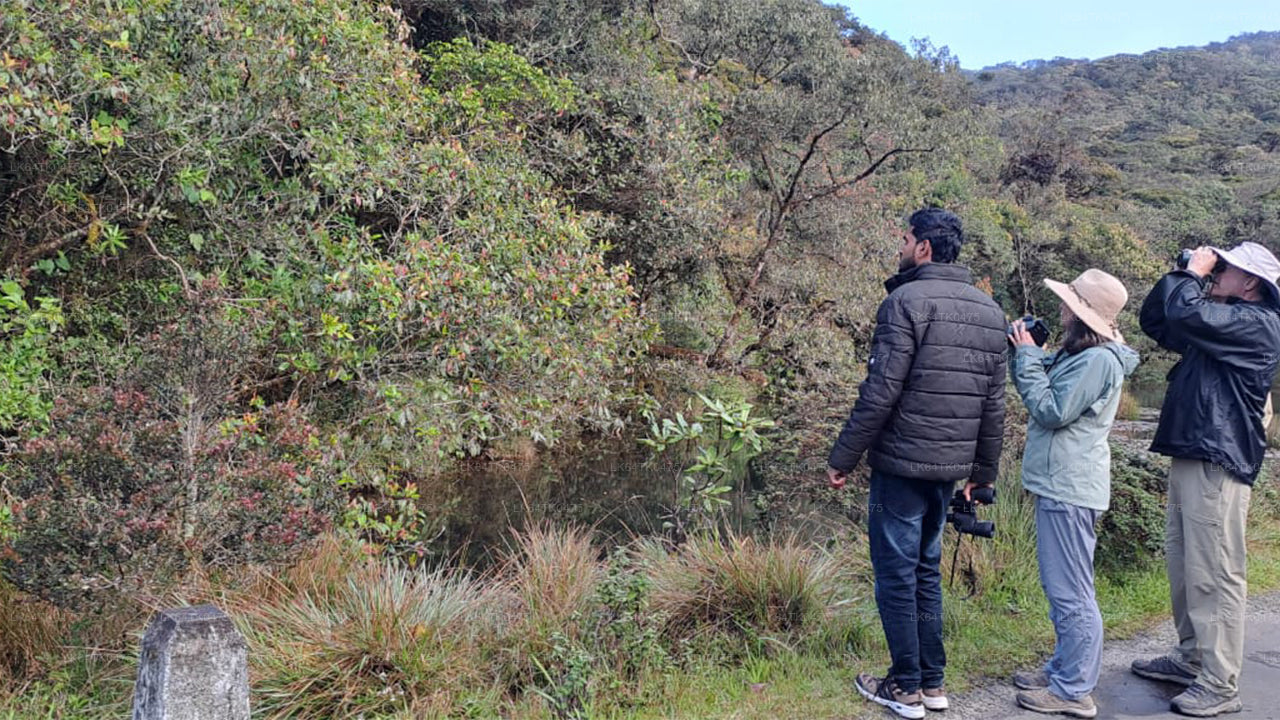 सिंहराजा वर्षावन से पक्षी अवलोकन