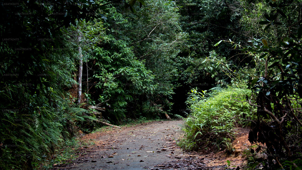 सिंहराजा वर्षावन से पक्षी अवलोकन