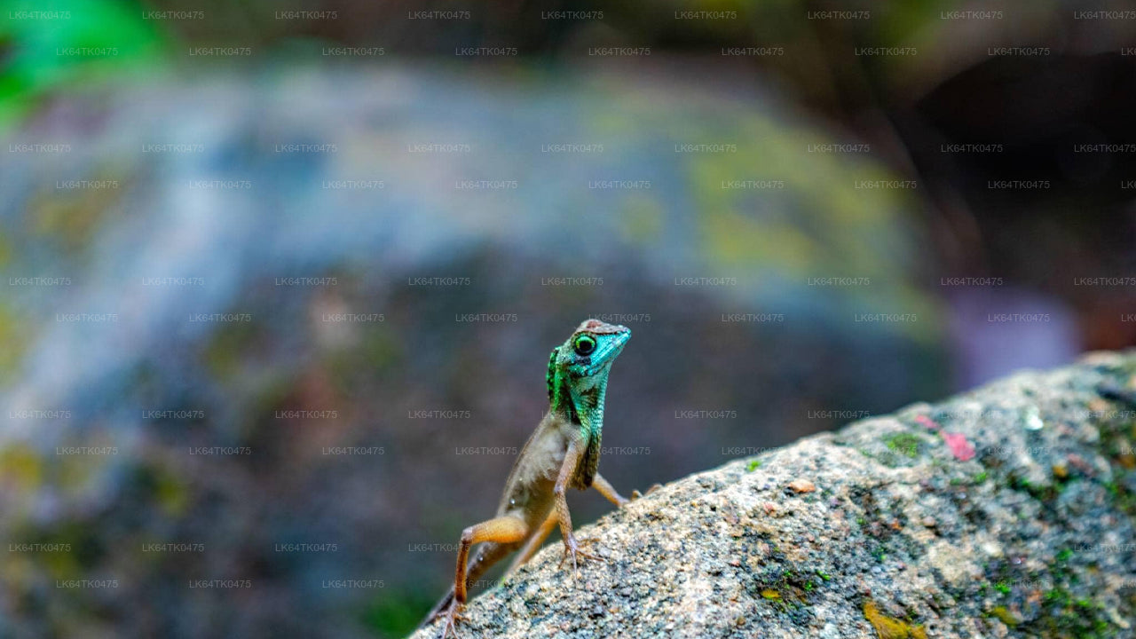 सिंहराजा वर्षावन से पक्षी अवलोकन