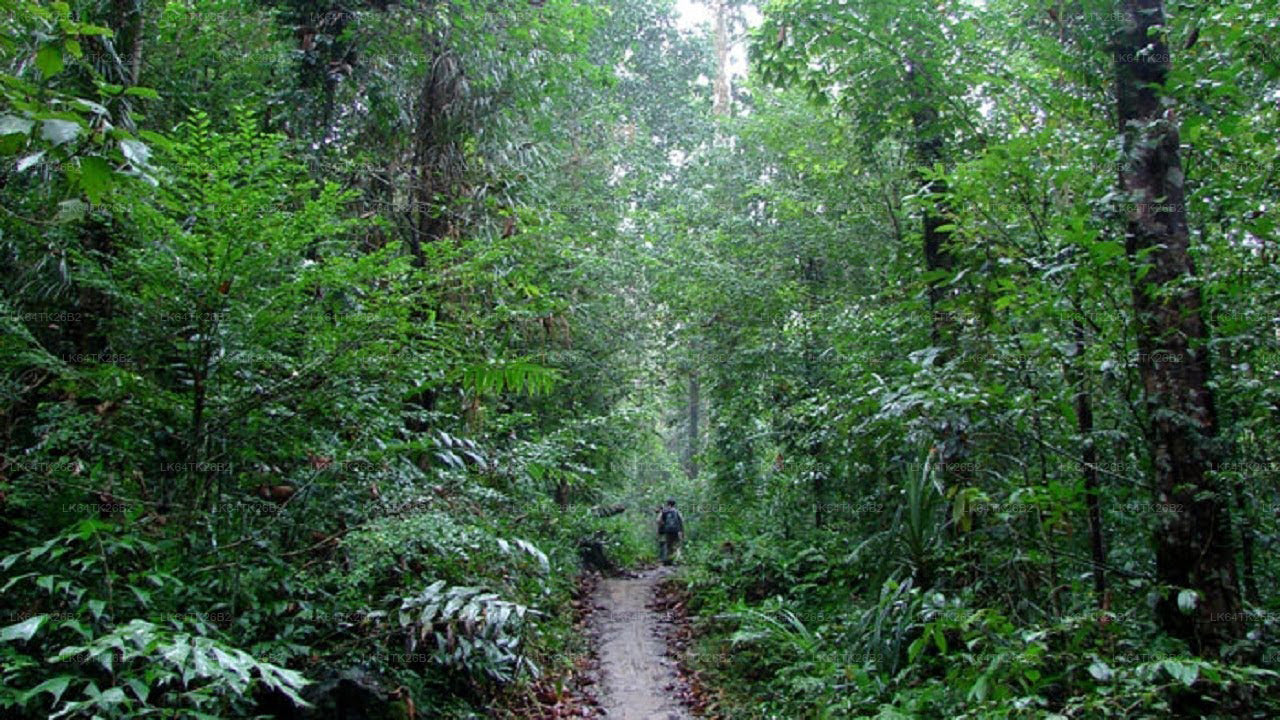 सिंहराजा रेन फॉरेस्ट से लायन रॉक तक ट्रेक