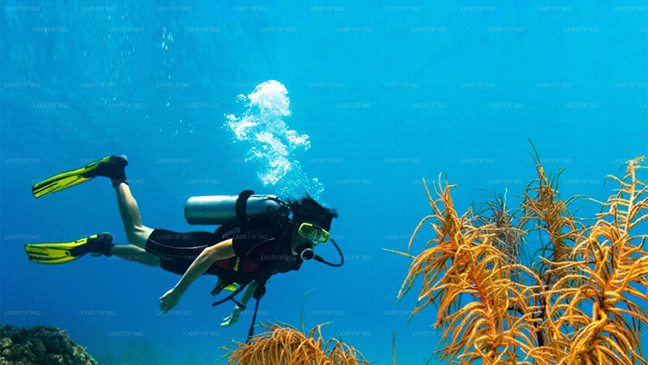 Discover Scuba Diving from Bentota