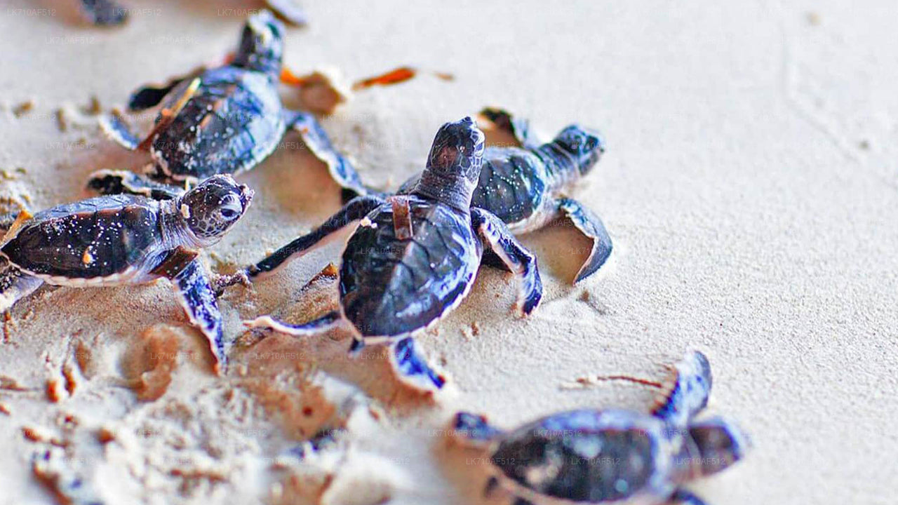 बेरुवाला से बेंटोटा सिटी टूर और गाले