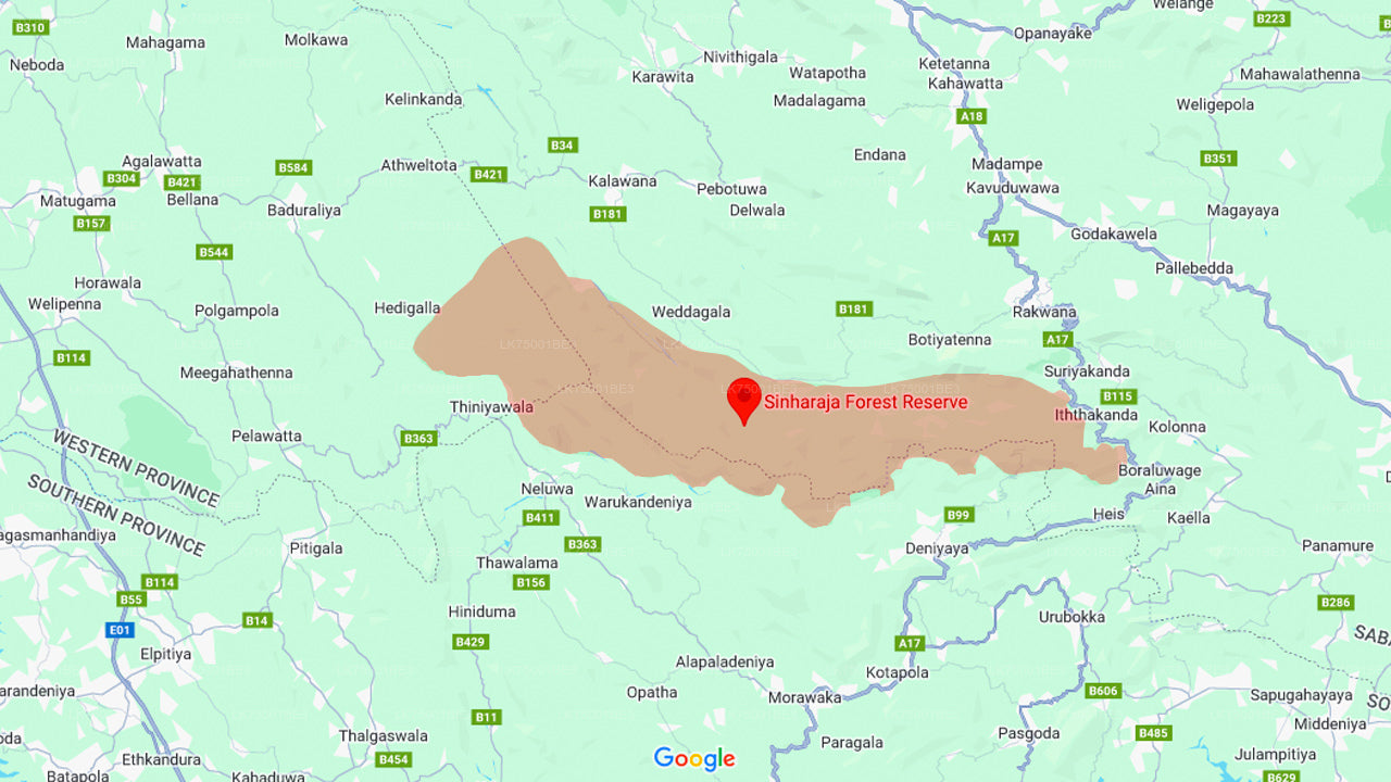 सिंहराजा वर्षावन से पक्षी अवलोकन