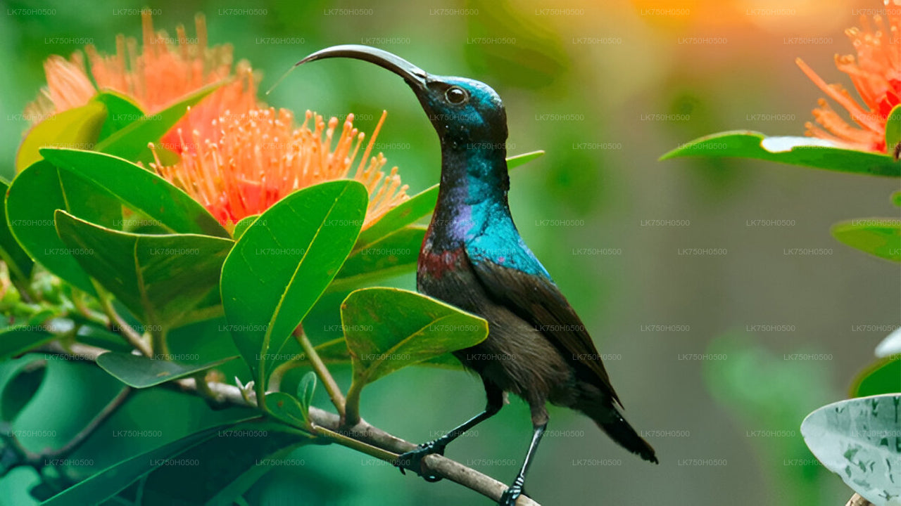 Birdwatching Safari in Udawalawe National Park from Colombo