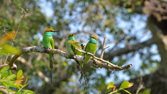 Birdwatching at Thalangama Wetland from Mount Lavinia