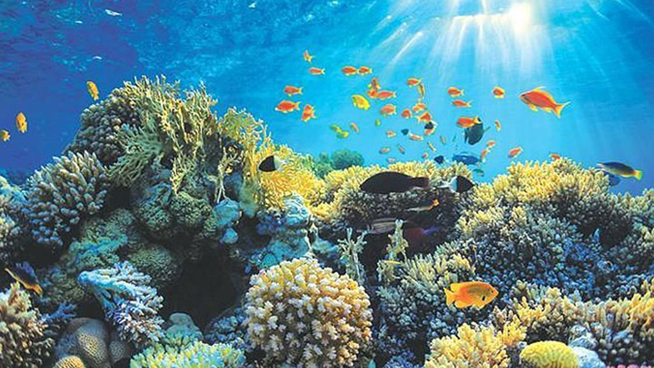 Glass Bottom Boat Ride from pasikuda
