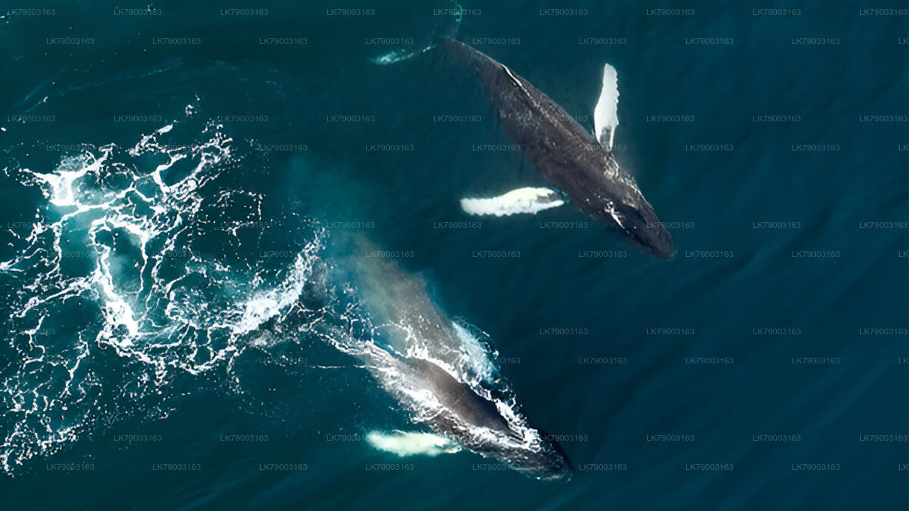 7 Hour whale watching cruise from Trincomalee